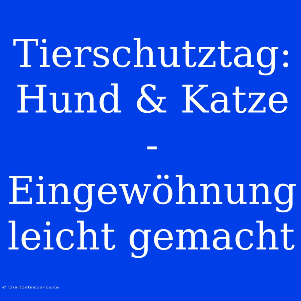 Tierschutztag: Hund & Katze - Eingewöhnung Leicht Gemacht