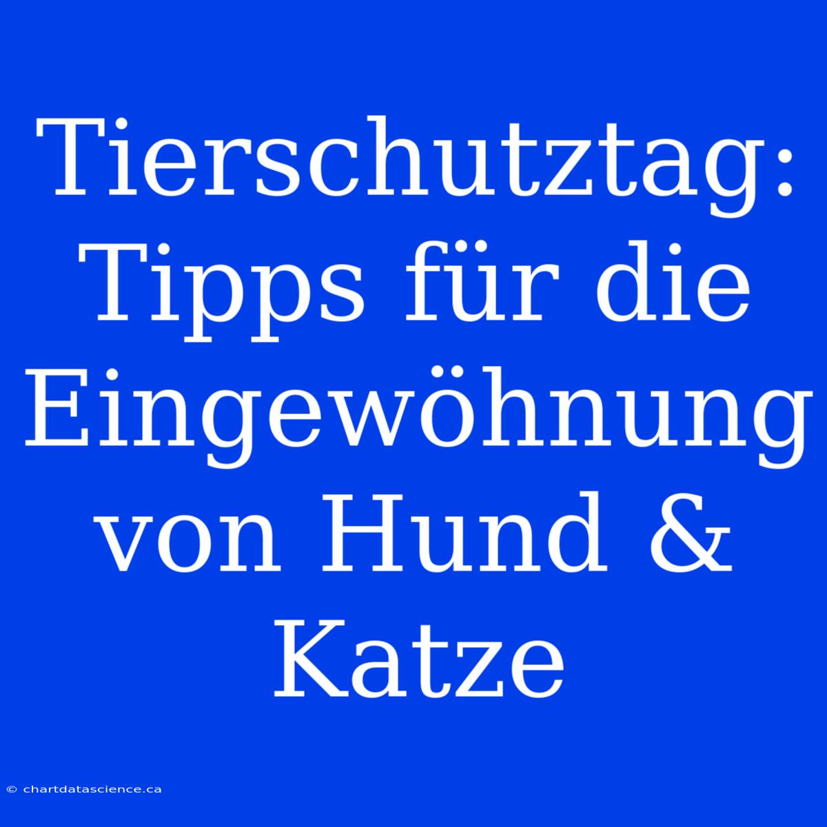 Tierschutztag: Tipps Für Die Eingewöhnung Von Hund & Katze