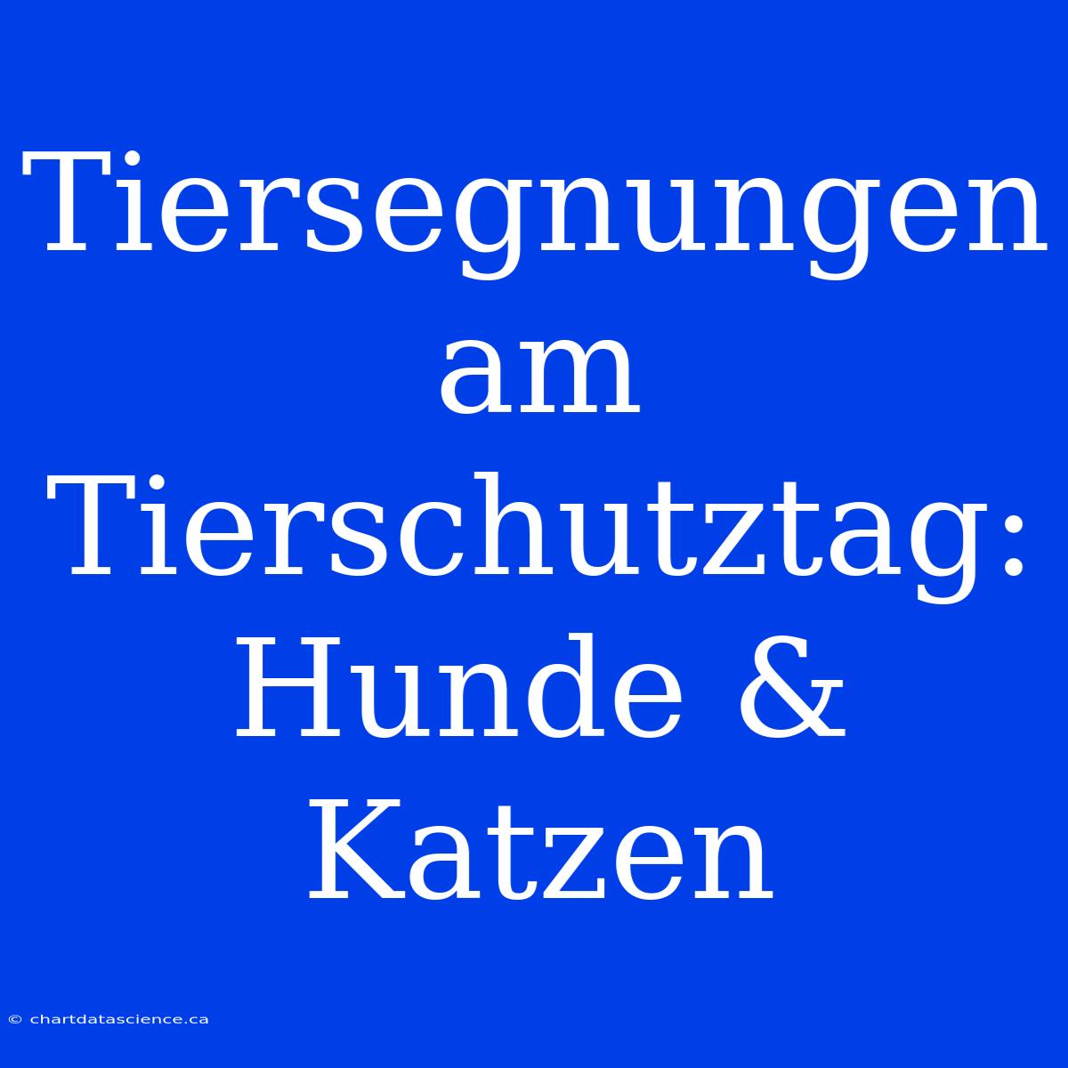 Tiersegnungen Am Tierschutztag: Hunde & Katzen