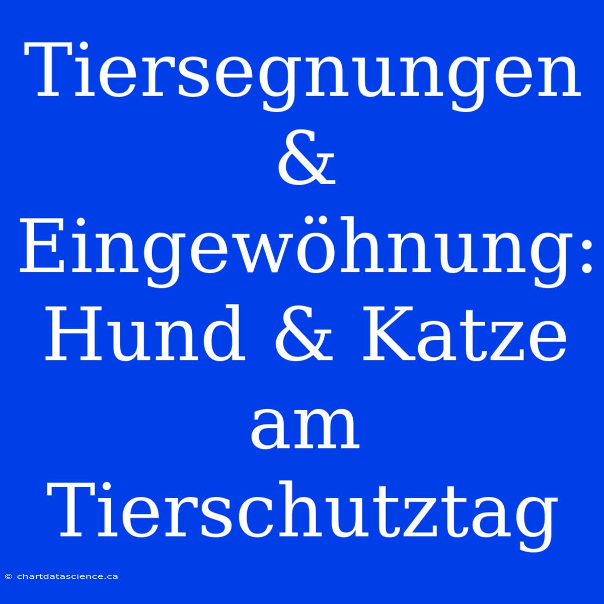 Tiersegnungen & Eingewöhnung: Hund & Katze Am Tierschutztag