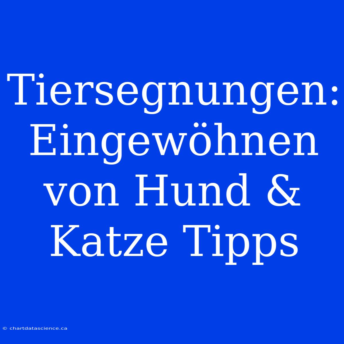 Tiersegnungen: Eingewöhnen Von Hund & Katze Tipps