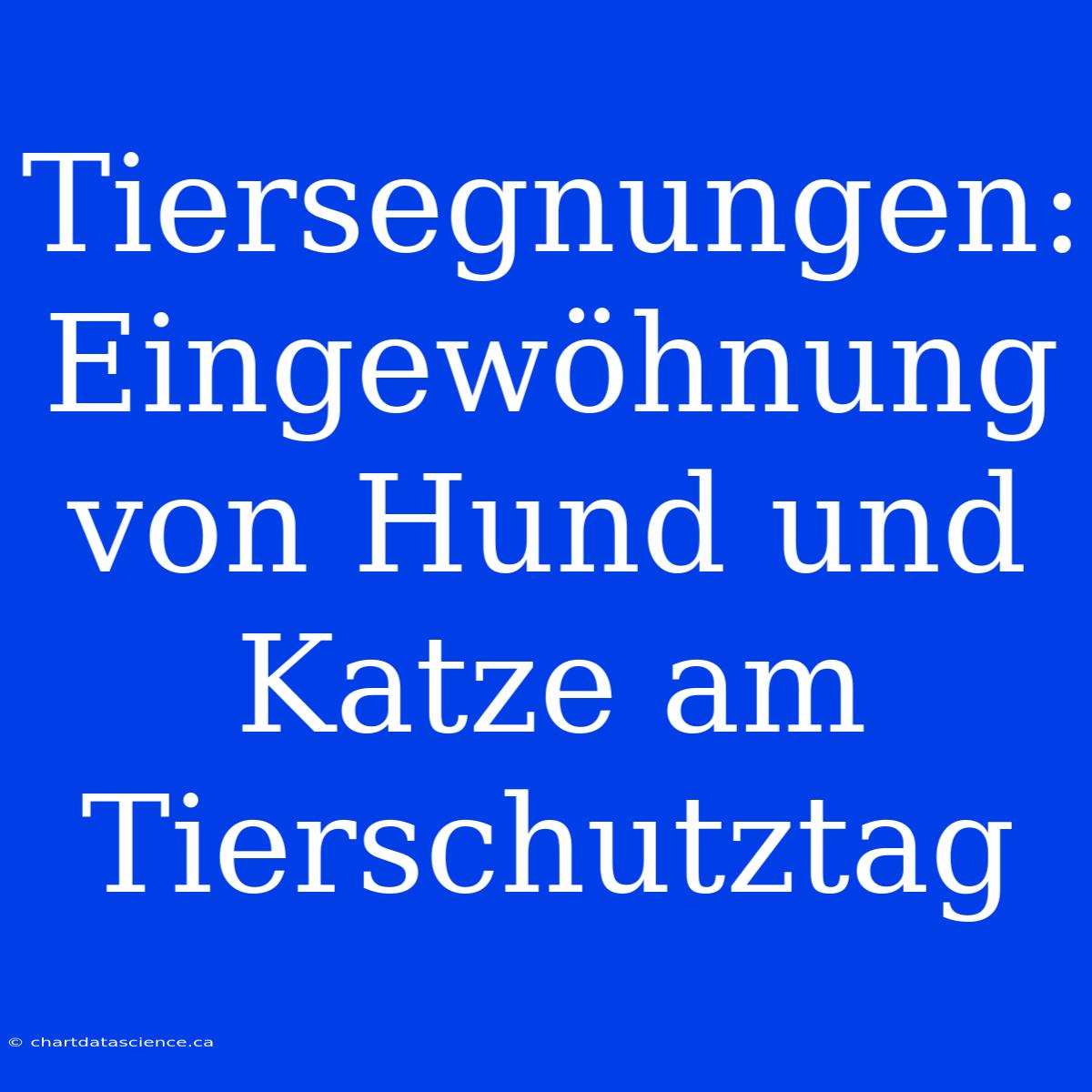 Tiersegnungen: Eingewöhnung Von Hund Und Katze Am Tierschutztag