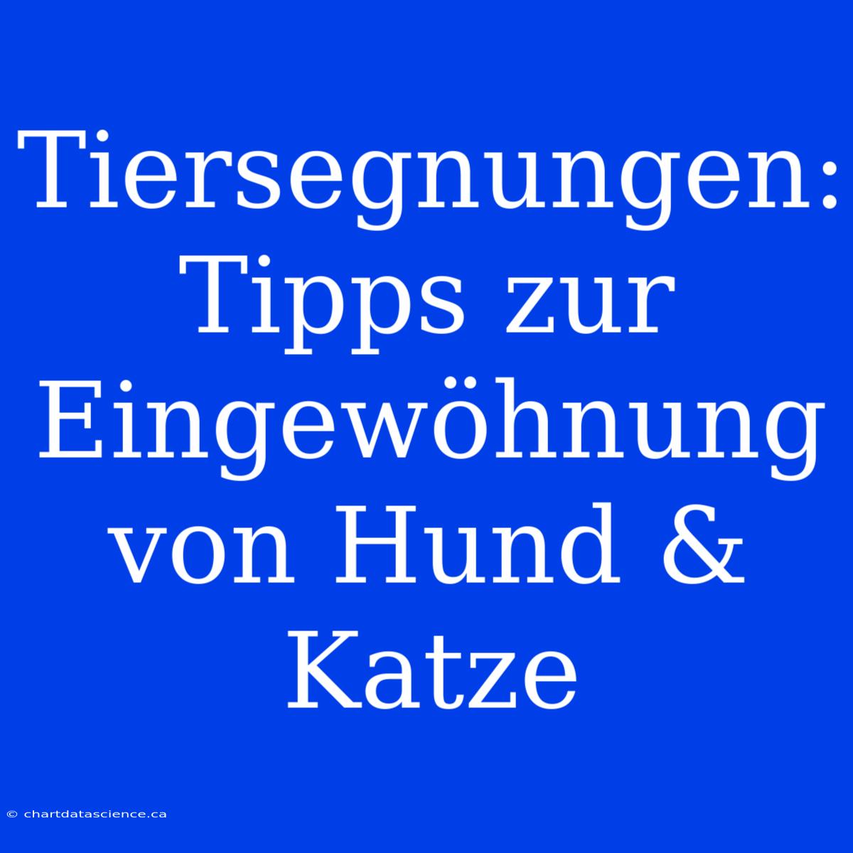 Tiersegnungen: Tipps Zur Eingewöhnung Von Hund & Katze