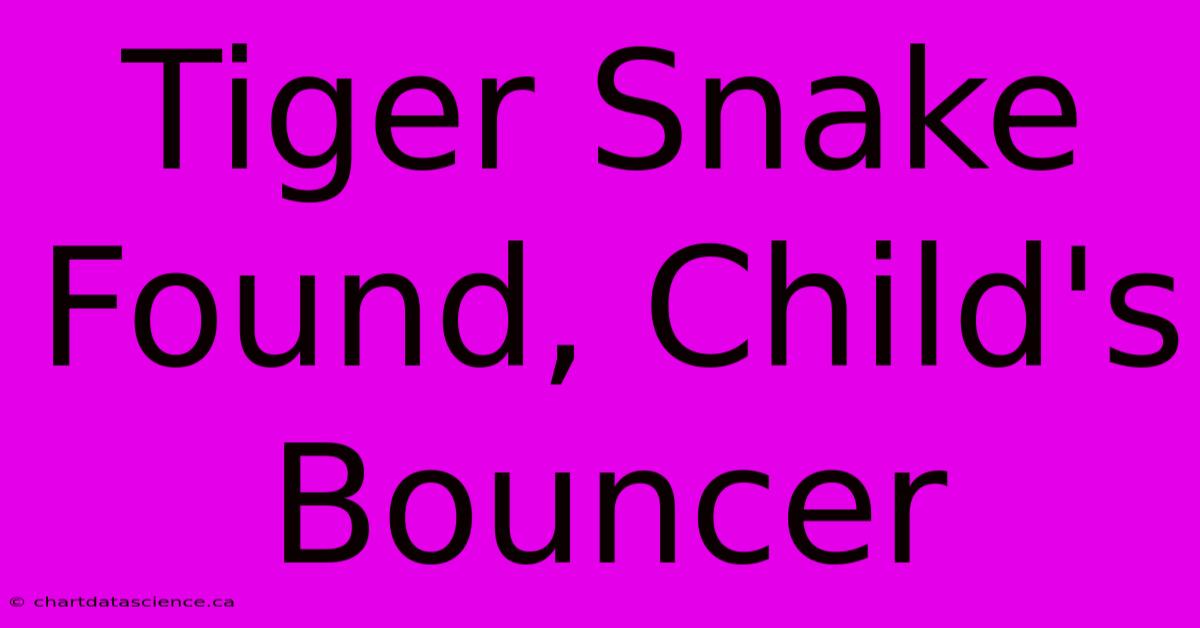 Tiger Snake Found, Child's Bouncer