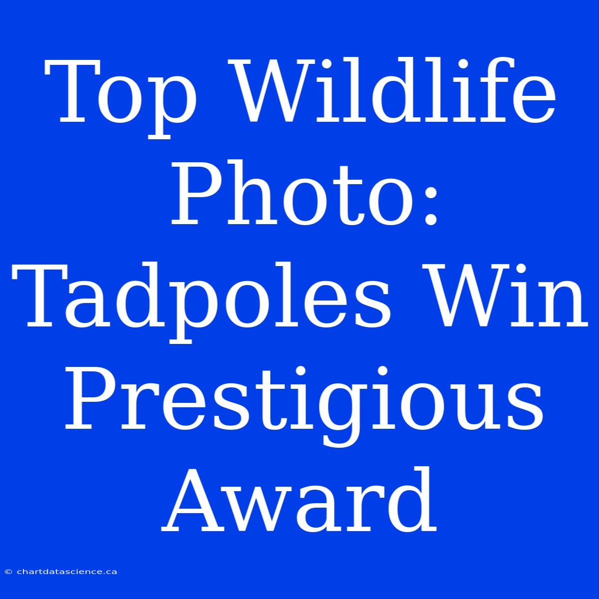 Top Wildlife Photo: Tadpoles Win Prestigious Award