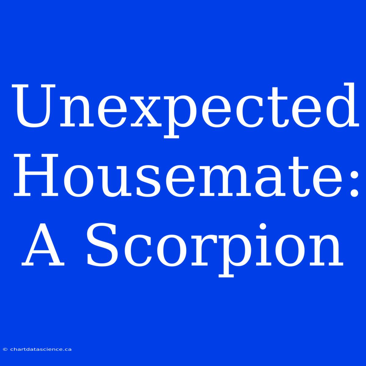 Unexpected Housemate: A Scorpion