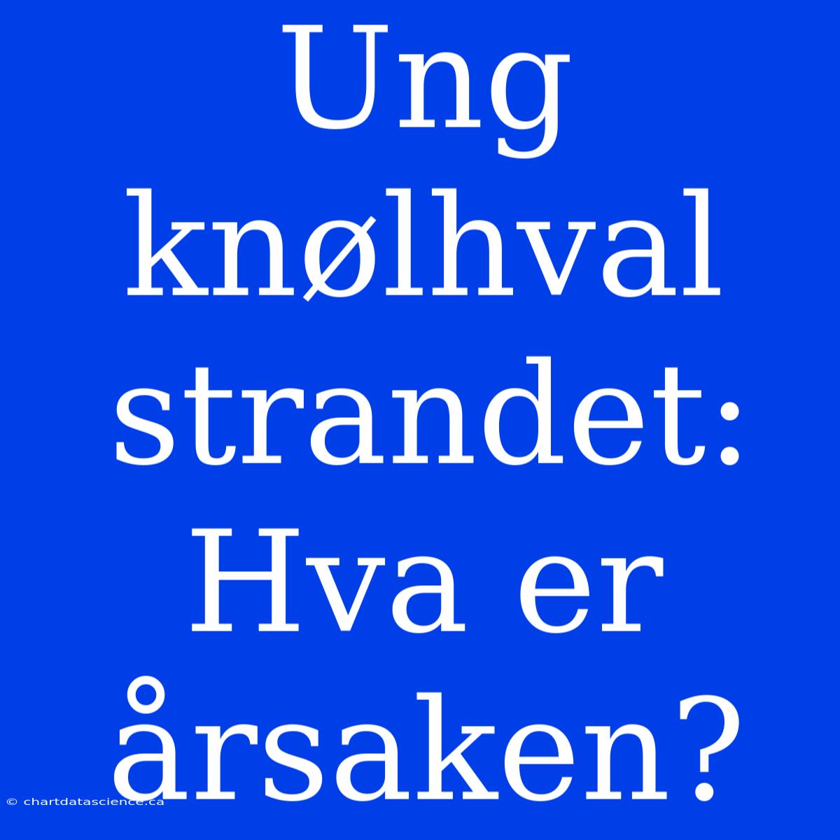 Ung Knølhval Strandet: Hva Er Årsaken?