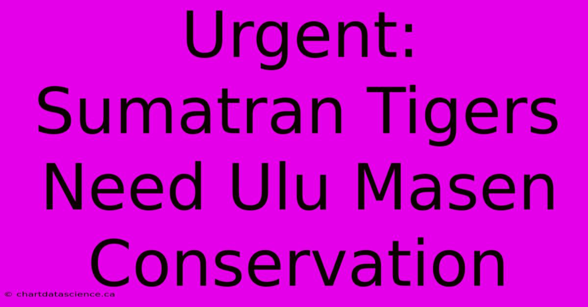 Urgent: Sumatran Tigers Need Ulu Masen Conservation