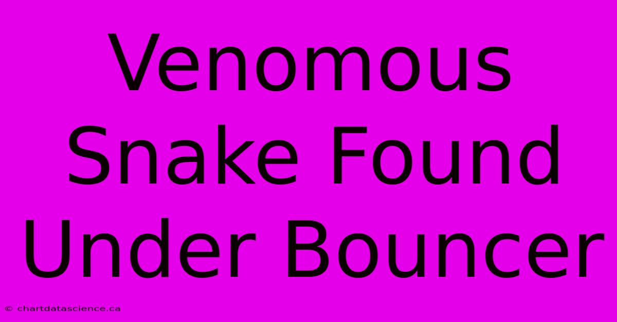 Venomous Snake Found Under Bouncer