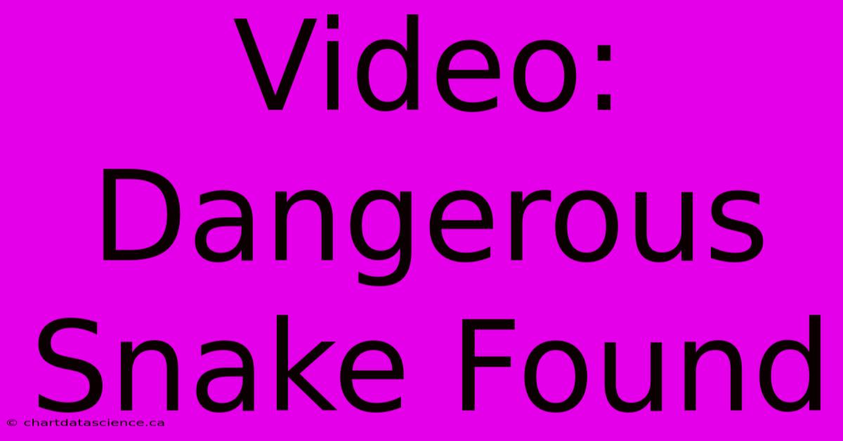 Video: Dangerous Snake Found