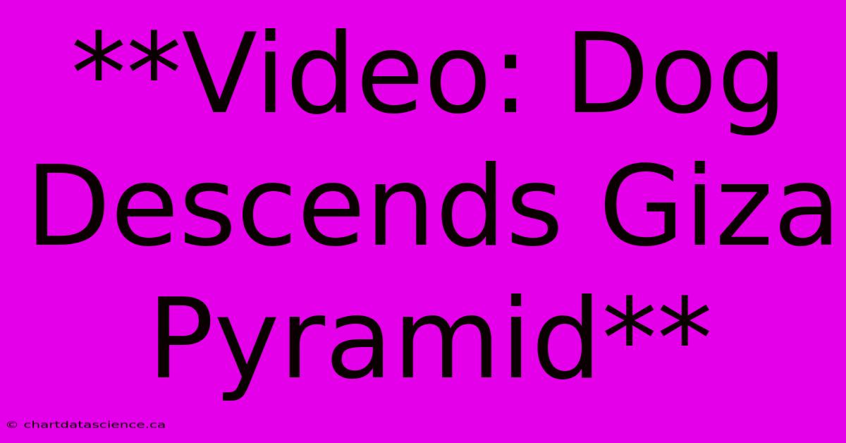 **Video: Dog Descends Giza Pyramid**