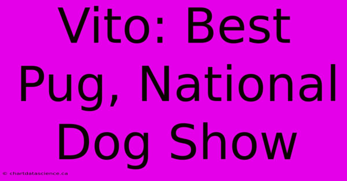 Vito: Best Pug, National Dog Show