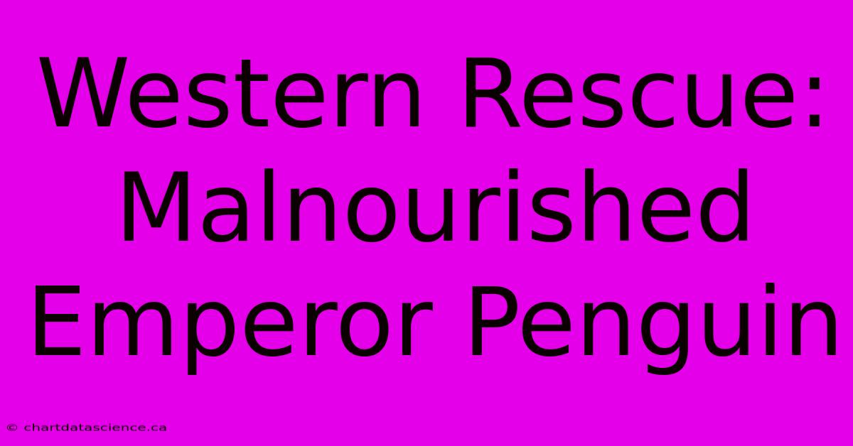 Western Rescue: Malnourished Emperor Penguin