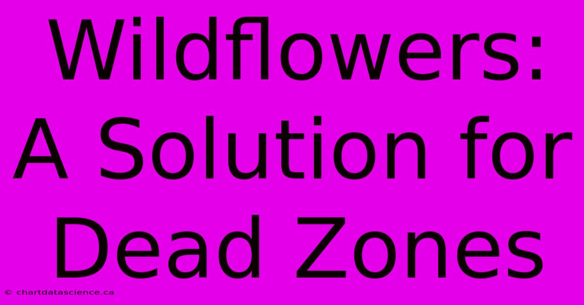 Wildflowers: A Solution For Dead Zones