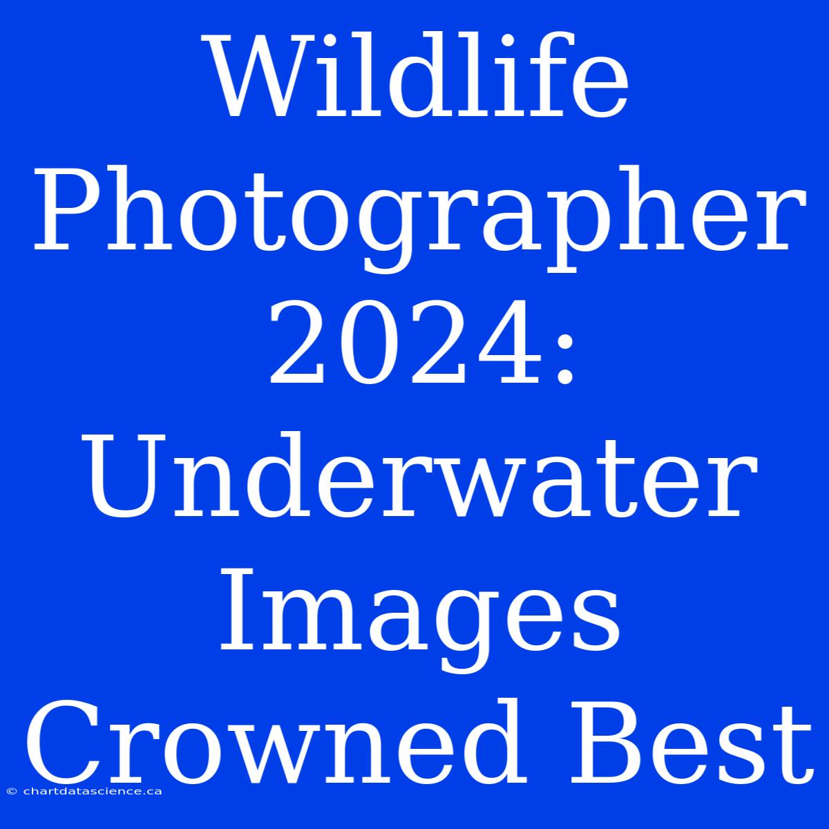 Wildlife Photographer 2024: Underwater Images Crowned Best