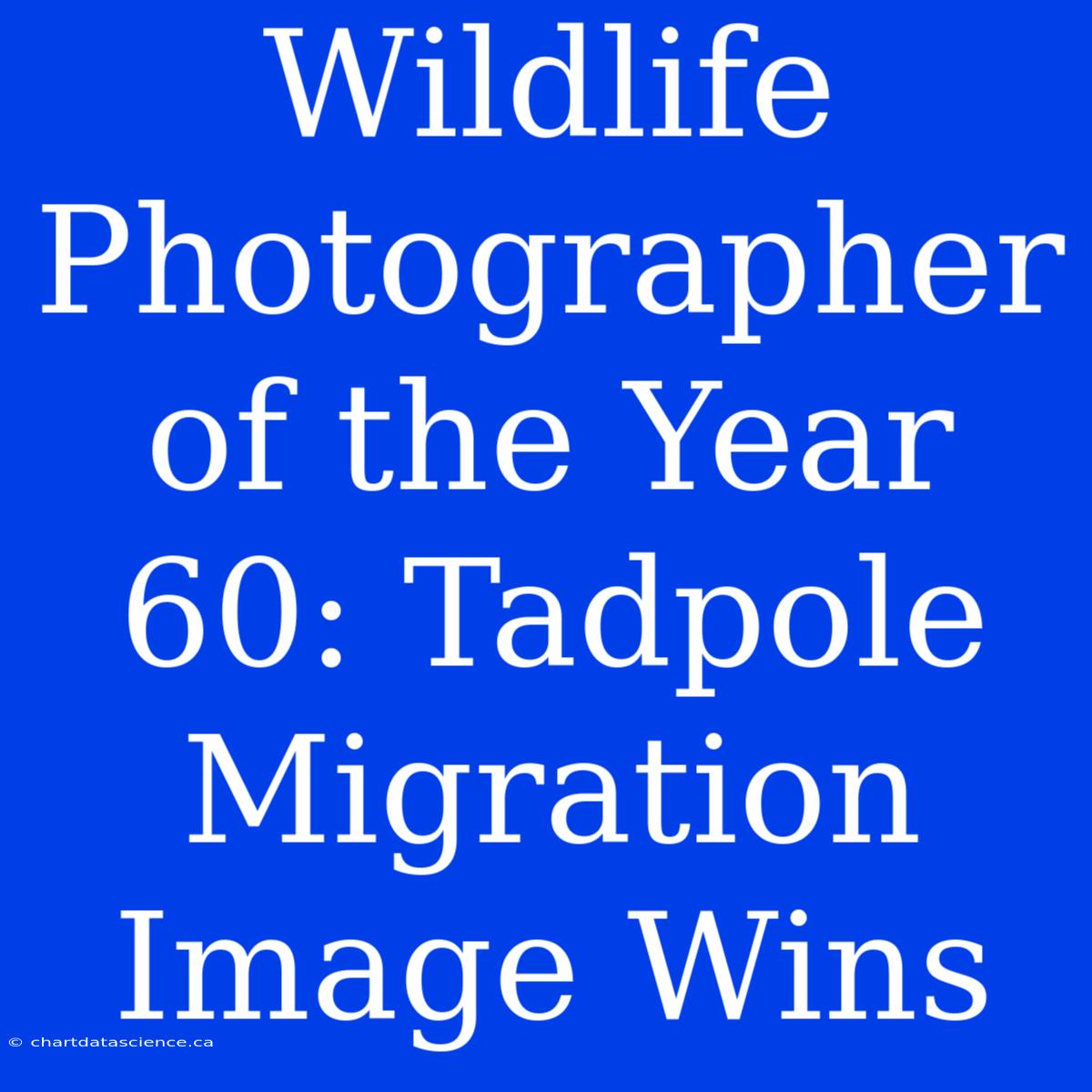 Wildlife Photographer Of The Year 60: Tadpole Migration Image Wins