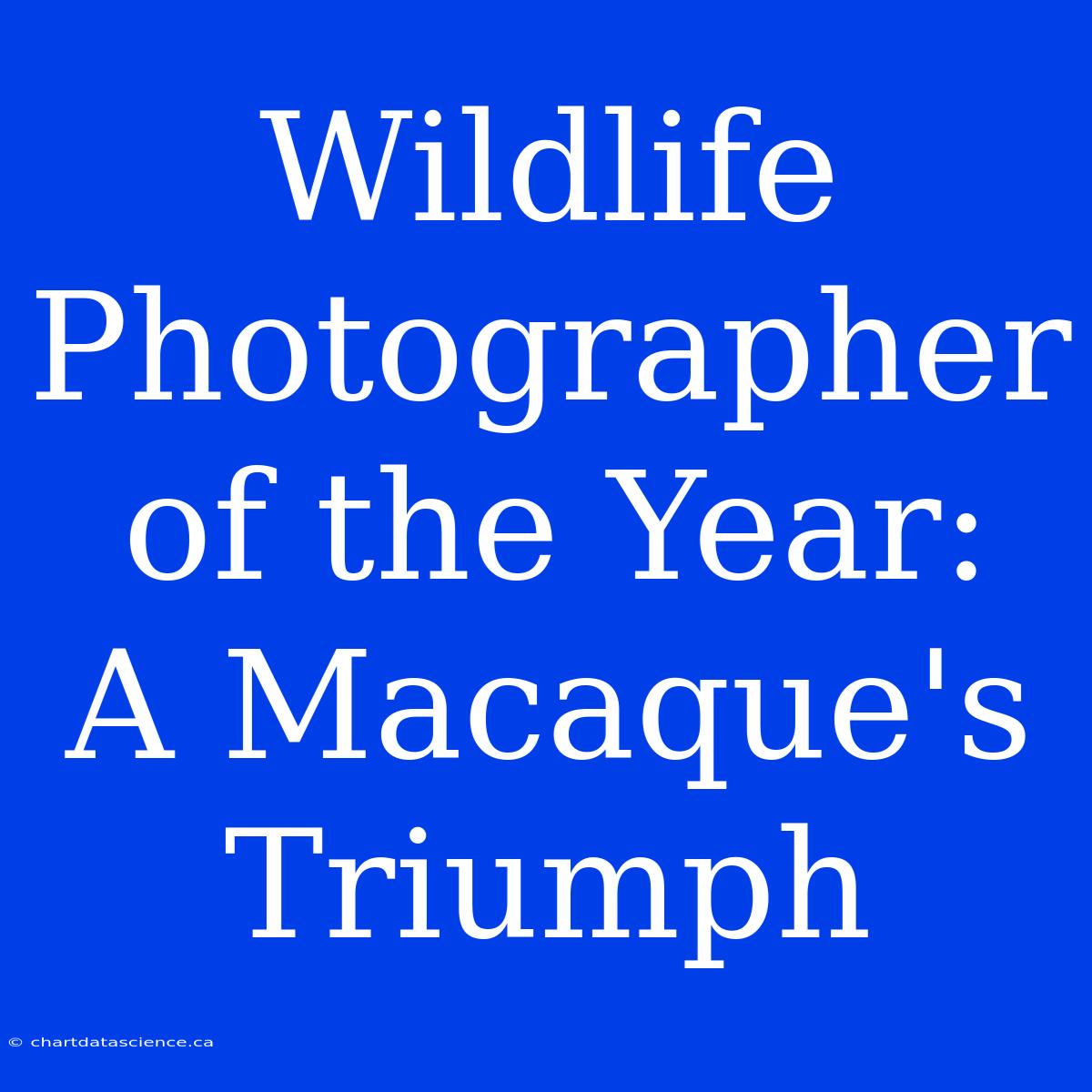 Wildlife Photographer Of The Year:  A Macaque's Triumph