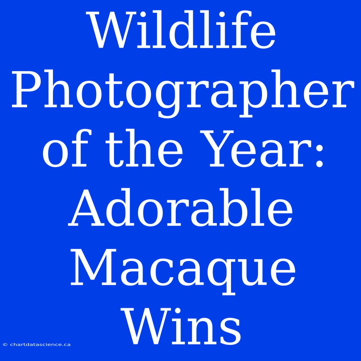 Wildlife Photographer Of The Year: Adorable Macaque Wins