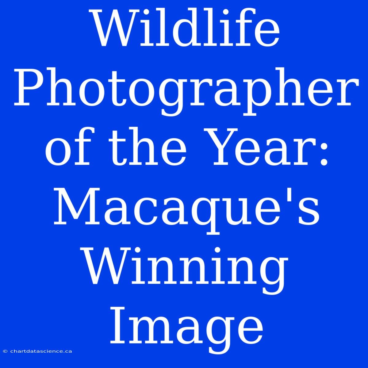 Wildlife Photographer Of The Year:  Macaque's Winning Image