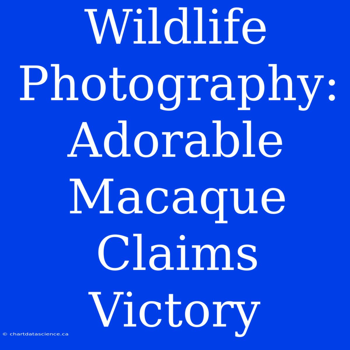 Wildlife Photography: Adorable Macaque Claims Victory