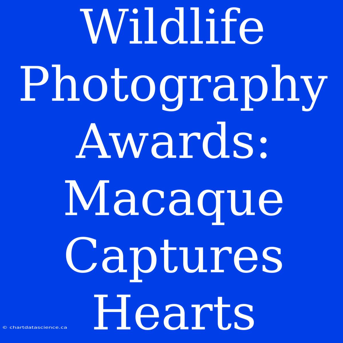 Wildlife Photography Awards:  Macaque Captures Hearts