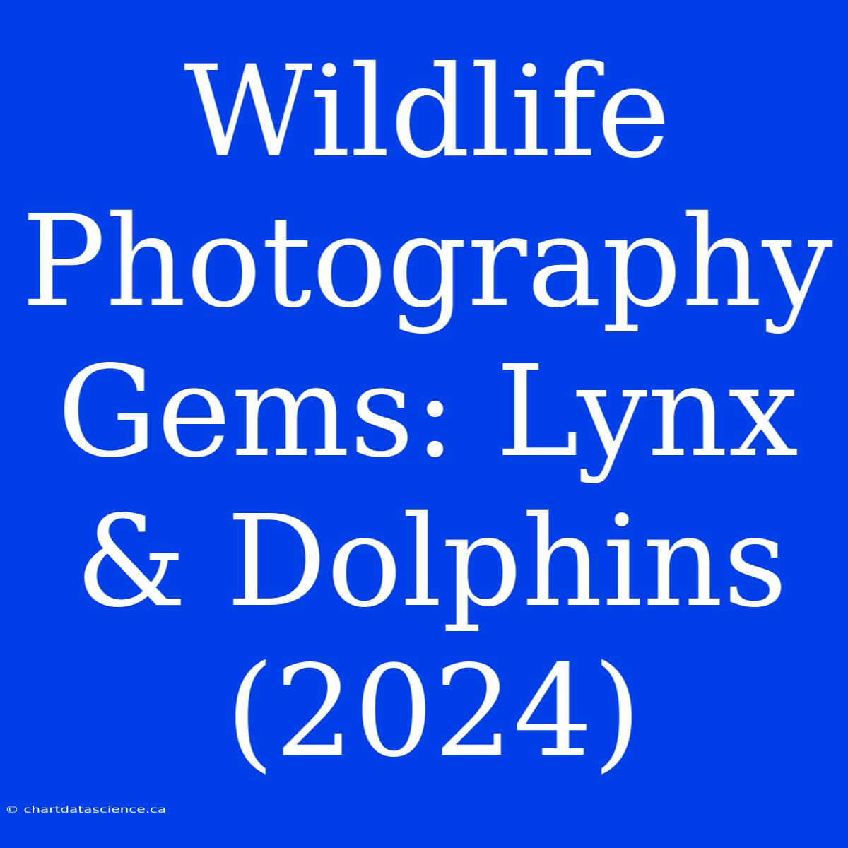 Wildlife Photography Gems: Lynx & Dolphins (2024)