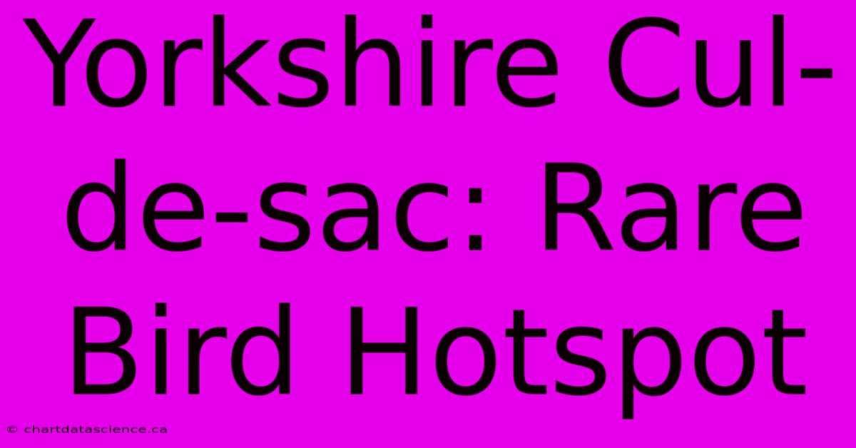 Yorkshire Cul-de-sac: Rare Bird Hotspot