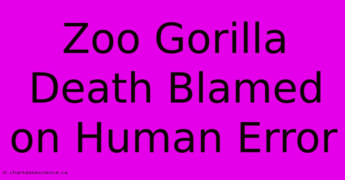 Zoo Gorilla Death Blamed On Human Error